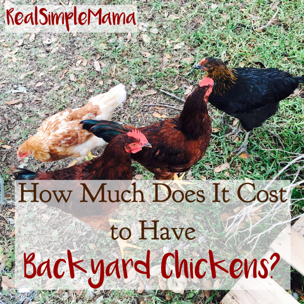 How Much Does It Cost to Have Backyard Chickens? - Real Simple Mama