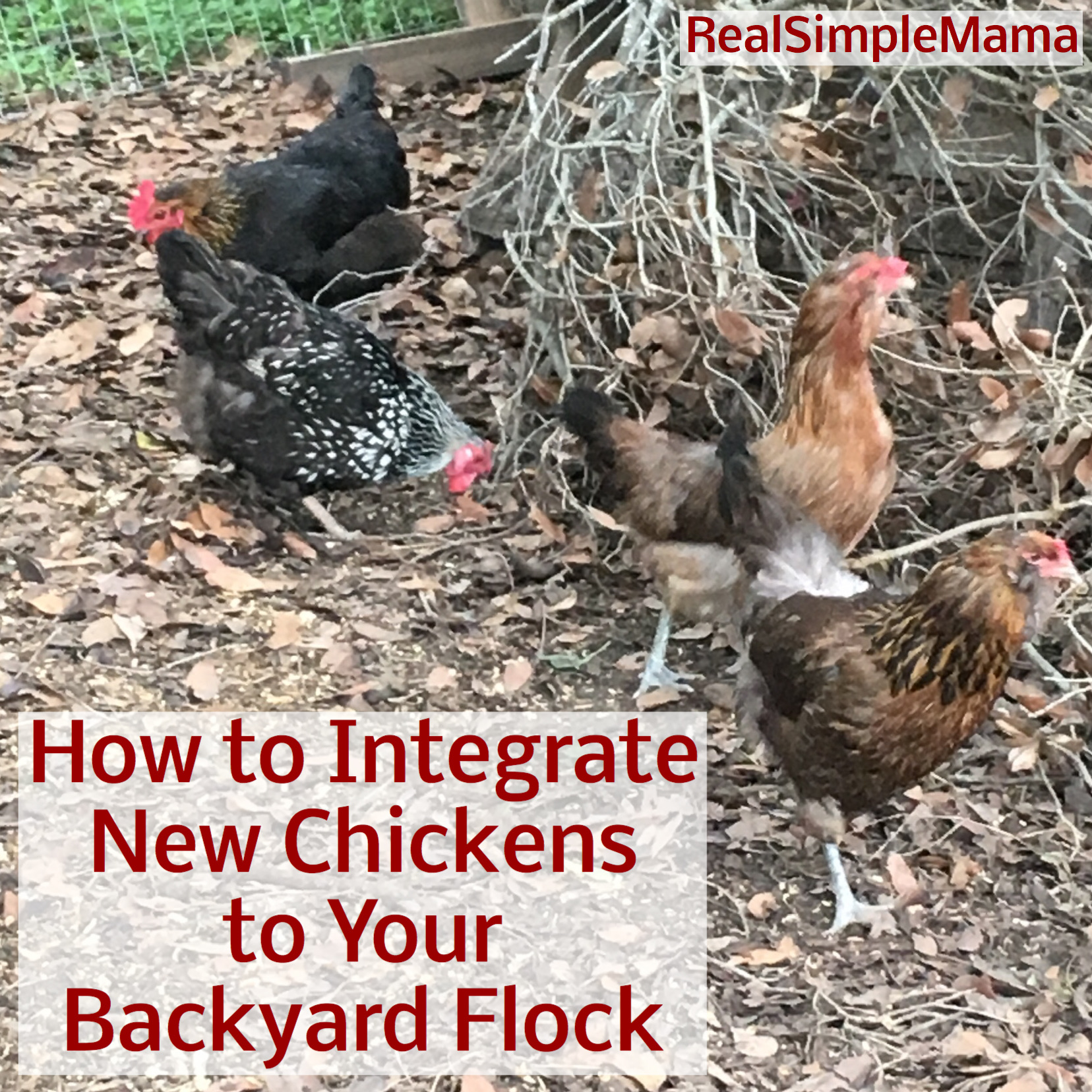 How To Integrate New Chickens Into Your Backyard Flock Real